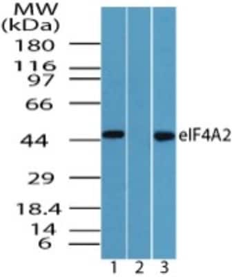 Western Blot: eIF4A2 Antibody [NBP2-24612] - Analysis of eIF4A2 in human liver lysate in the 1) absence and 2) presence of immunizing peptide and 3) mouse liver lysate using NBP2-24612 at 0.5 ug/ml.