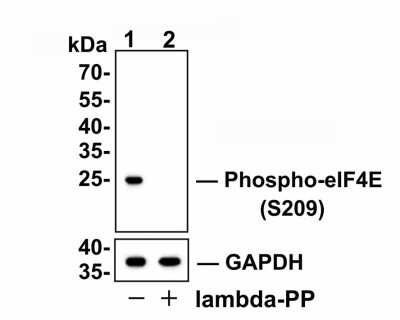 Western Blot: eIF4E [p Ser209] Antibody (SU0396) [NBP2-66802] - Analysis of eIF4E [p Ser209] on NIH-3T3 cell lysates. Lane 1: NIH-3T3 cells, whole cell lysate, 10 ug /lane. Lane 2: NIH-3T3 cells were treated with 2.8ug/ul lambda-PP for 30 minutes, whole cell lysates, 10 ug/lane. Proteins were transferred to a PVDF membrane and blocked with 5% BSA in PBS for 1 hour at room temperature. The primary antibody Anti-eIF4E [p Ser209] (1/500) and Anti-GAPDH antibody (1/10,000) was used in 5% BSA at room temperature for 2 hours. Goat Anti-Rabbit IgG H&L (HRP) Secondary Antibody at 1:200,000 dilution was used for 1 hour at room temperature. Predicted band size: 25 kDa Observed band size: 25 kDa Exposure time: 2 minutes 29 seconds