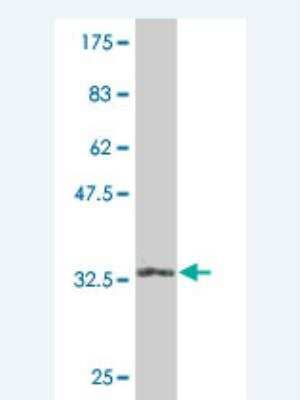 Western Blot: eIF4EBP2 Antibody (2G8) [H00001979-M04] - Detection against Immunogen (32.34 KDa) 