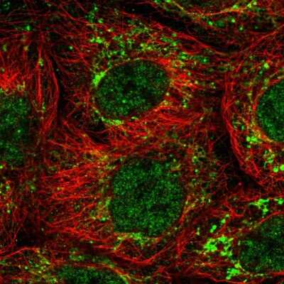 Immunocytochemistry/Immunofluorescence: eIF4EBP2 Antibody [NBP2-37985] - Staining of human cell line A-431 shows localization to nucleoplasm & mitochondria. Antibody staining is shown in green.