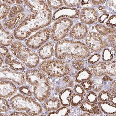 Immunohistochemistry-Paraffin: eIF4EBP2 Antibody [NBP2-37985] - Staining of human kidney shows strong cytoplasmic positivity in cells in tubules.