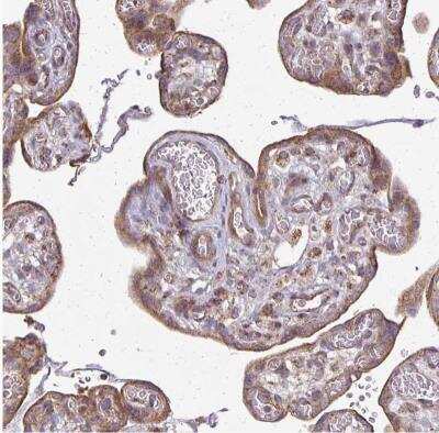 Immunohistochemistry-Paraffin: eIF4EBP2 Antibody [NBP2-37985] - Staining of human placenta shows moderate to strong cytoplasmic positivity in trophoblastic cells.