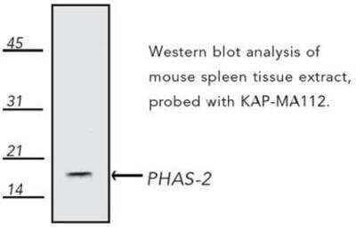 Western Blot: eIF4EBP2 Antibody [NBP1-19270] - Analysis of mouse spleen tissue extract probed with KAP-MA112