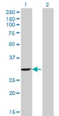 Western Blot: eIF4H Antibody (4B2) [H00007458-M07] - Analysis of WBSCR1 expression in transfected 293T cell line by WBSCR1 monoclonal antibody (M07), clone 4B2. Lane 1: WBSCR1 transfected lysatE (27.4 KDa). Lane 2: Non-transfected lysate.