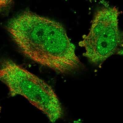 Immunocytochemistry/Immunofluorescence: eIF4H Antibody [NBP1-83057] - Staining of human cell line U-251 MG shows localization to nucleoplasm, nuclear bodies & cytosol.