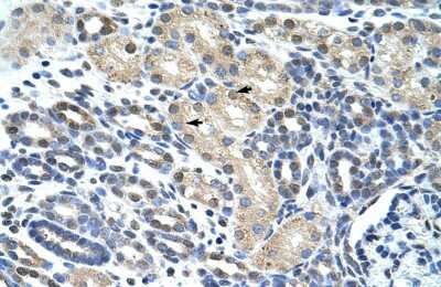 Immunohistochemistry-Paraffin: eIF4H Antibody [NBP1-57248] - Human kidney Tissue, antibody concentration 4-8ug/ml. Cells with positive label: renal corpuscle cells (indicated with arrows) 400X magnification.