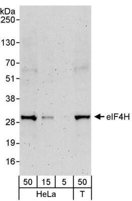 Western Blot eIF4H Antibody