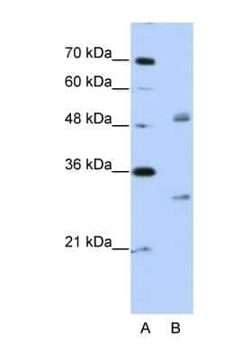 Western Blot eIF4H Antibody