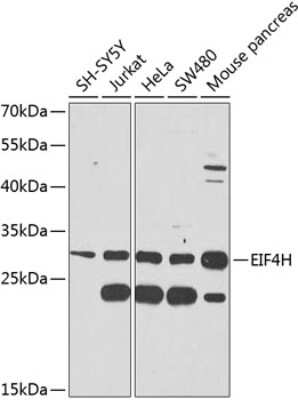 Western Blot: eIF4H Antibody [NBP3-04551] - Analysis of extracts of various cell lines, using eIF4H antibody at 1:1000 dilution. Secondary antibody: HRP Goat Anti-Rabbit IgG (H+L) at 1:10000 dilution. Lysates/proteins: 25ug per lane. Blocking buffer: 3% nonfat dry milk in TBST. Detection: ECL Basic Kit