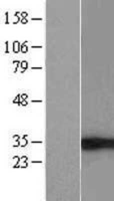 Western Blot eIF4H Overexpression Lysate