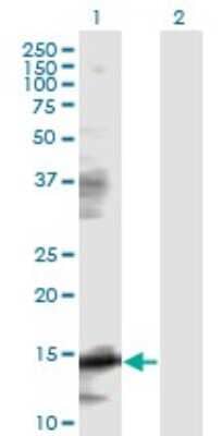 Western Blot: eIF5A Antibody (8C1) [H00001984-M01] - Analysis of EIF5A expression in transfected 293T cell line by EIF5A monoclonal antibody (M01), clone 8C1.Lane 1: EIF5A transfected lysate(16.8 KDa).Lane 2: Non-transfected lysate.