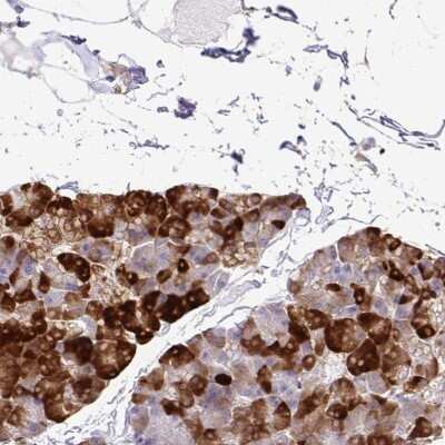 Immunohistochemistry-Paraffin: eIF5A Antibody [NBP2-38911] - Staining of human pancreas shows strong cytoplasmic positivity in exocrine glandular cells.