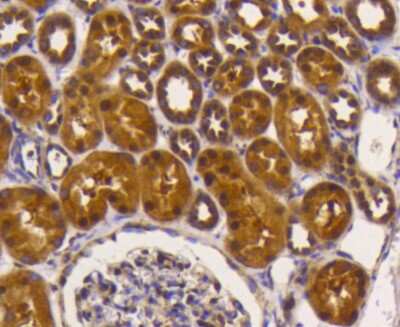 Immunohistochemistry-Paraffin: eIF5A Antibody (SC60-09) [NBP2-67591] - Analysis of paraffin-embedded human kidney tissue using anti-eIF5A antibody. Counter stained with hematoxylin.