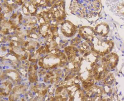 Immunohistochemistry-Paraffin: eIF5A Antibody (SC60-09) [NBP2-67591] - Analysis of paraffin-embedded mouse kidney tissue using anti-eIF5A antibody. Counter stained with hematoxylin.