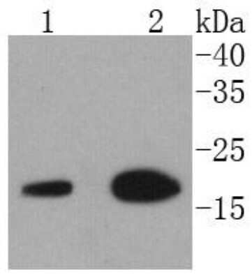 Western Blot: eIF5A Antibody (SC60-09) [NBP2-67591] - Analysis of eIF5A on different lysates using anti-eIF5A antibody at 1/1,000 dilution. Positive control: Lane 1: Jurkat Lane 2: MCF-7