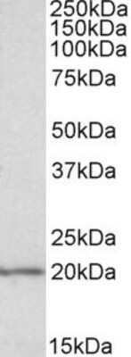 Western Blot: eIF5A Antibody [NBP1-51982] - Analysis of eIF5A in MOLT4 lysate (35 ug protein in RIPA buffer) using NBP1-51982 at 0.1 ug/mL. Primary incubation was 1 hour. Detected by chemiluminescence. Approx. 20 kDa band observed in MOLT4 lysates (calculated MW of 20.2 kDa band according to NP_001137232.1).