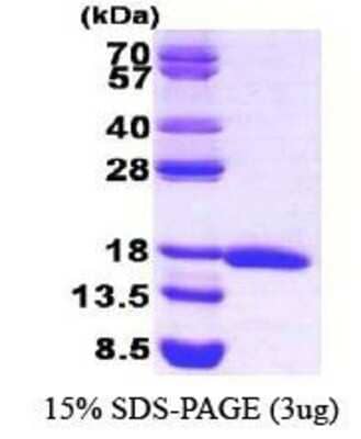 SDS-Page: eIF5A Protein [NBC1-21053] - eIF5A, 16.8 kDa (154 aa) , confirmed by MALDI-TOF with a purity of 95% by SDS - PAGE