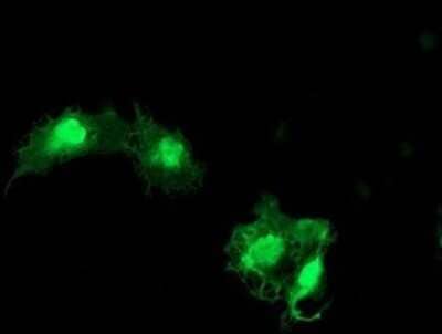 Immunofluorescence: eIF5A2 Antibody (OTI6G7) [NBP2-45697] - Analysis  of COS7 cells transiently transfected by pCMV6-ENTRY EIF5A2.