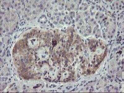 Immunohistochemistry: eIF5A2 Antibody (OTI6G7) [NBP2-45697] - Analysis of Human pancreas tissue.