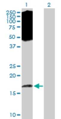 Western Blot: eIF5A2 Antibody [H00056648-D01P] - Analysis of EIF5A2 expression in transfected 293T cell line by EIF5A2 polyclonal antibody.Lane 1: EIF5A2 transfected lysate(16.80 KDa).Lane 2: Non-transfected lysate.