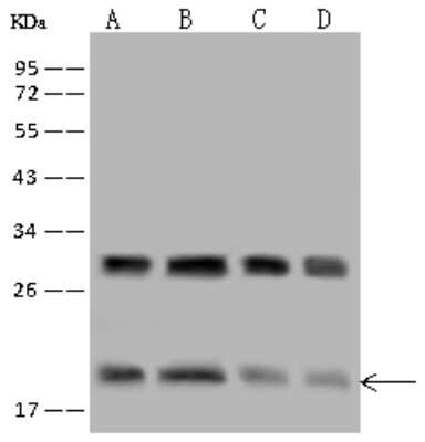 Western Blot: eIF5A2 Antibody [NBP2-96987] - Anti-eIF5A2 rabbit polyclonal antibody at 1:500 dilution. Lane A: HeLa Whole Cell Lysate Lane B: A431 Whole Cell Lysate Lane C: CaCo 2 Whole Cell Lysate Lane D: HepG2 Whole Cell Lysate Lysates/proteins at 30 ug per lane. Secondary Goat Anti-Rabbit IgG (H+L)/HRP at 1/10000 dilution. Developed using the ECL technique. Performed under reducing conditions. Predicted band size: 17 kDa. Observed band size: 19 kDa