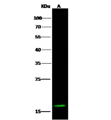 Western Blot: eIF5A2 Antibody [NBP2-96988] - Anti-eIF5A2 rabbit polyclonal antibody at 1:500 dilution. Lane A: 293T Whole Cell Lysate. Lysates/proteins at 30 ug per lane. Secondary Goat Anti-Rabbit IgG H&L (Dylight 800) at 1/10000 dilution. Developed using the Odyssey technique. Performed under reducing conditions. Predicted band size: 14 kDa. Observed band size: 15 kDa
