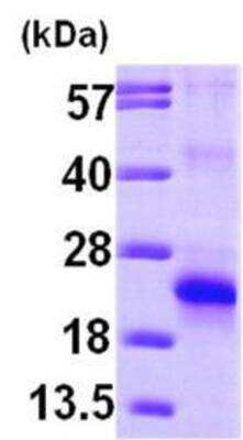 Western Blot Recombinant Human eIF5A2 His Protein
