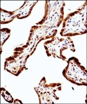 Immunohistochemistry: eNOS Antibody (6H2) - Azide and BSA Free [NBP2-80720] - IHC staining of eNOS in human placenta using DAB with hematoxylin counterstain. Image from the standard format of this antibody.