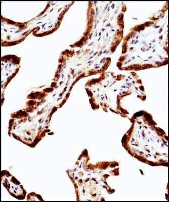 Immunohistochemistry-Paraffin: eNOS Antibody (6H2) [NBP1-51582] - IHC staining of eNOS in human placenta using DAB with hematoxylin counterstain.