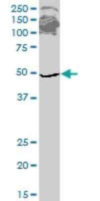 Western Blot: eRF1 Antibody (2H4) [H00002107-M02] - ETF1 monoclonal antibody (M02), clone 2H4. Analysis of ETF1 expression in HepG2.