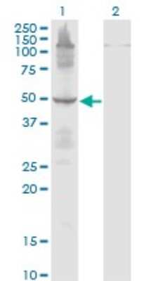 Western Blot: eRF1 Antibody (2H4) [H00002107-M02] - Analysis of ETF1 expression in transfected 293T cell line by ETF1 monoclonal antibody (M02), clone 2H4.Lane 1: ETF1 transfected lysate (Predicted MW: 49 KDa).Lane 2: Non-transfected lysate.