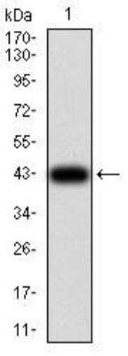 Western Blot: eRF1 Antibody (4F9H12) - BSA Free [NBP2-52552] - Analysis using RF1 mAb against human RF1 (AA: 288-437) recombinant protein. (Expected MW is 43 kDa)