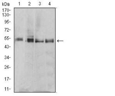 Western Blot: eRF1 Antibody (4F9H12) - BSA Free [NBP2-52552] - Analysis using eRF1 mouse mAb against MCF-7 (1), T47D (2), MOLT4 (3), and Raji (4) cell lysate.