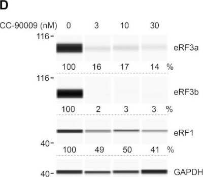 Western Blot: eRF1 Antibody (4F9H12) - BSA Free [NBP2-52552] - Effect of CC-885 and CC-90009 on COL17A1 PTC readthrough. JEB01 keratinocytes derived from a JEB patient with a COL17A1 nonsense mutation (R688X/R688X) were exposed to the indicated concentrations of CC-90009 for 72 h and eRF3a, eRF3b and eRF1 (NBP2-52552)  levels were determined using automated capillary electrophoresis western analysis. GAPDH was used as loading control. Image collected and cropped by CiteAb from the following publication (//pubmed.ncbi.nlm.nih.gov/33764477/) licensed under a CC-BY license.