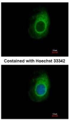 Immunocytochemistry/Immunofluorescence: eRF1 Antibody [NBP1-31144] - Analysis of methanol-fixed HeLa, using antibody at 1:500 dilution.