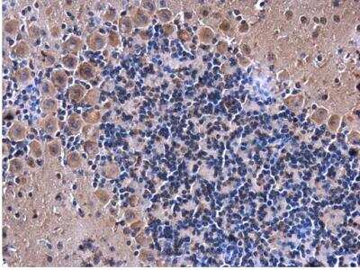 Immunohistochemistry-Paraffin: eRF1 Antibody [NBP1-31144] - Sample: Paraffin-embedded mouse brain. eRF1 antibody diluted at 1:500.