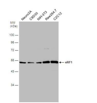 Western Blot: eRF1 Antibody [NBP1-31113] - Various whole cell extracts (30 ug) were separated by 10% SDS-PAGE, and the membrane was blotted with eRF1 antibody diluted at 1:500.