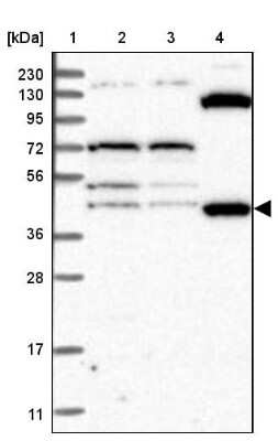 Western Blot: eRF1 Antibody [NBP2-38350] - Lane 1: Marker  [kDa] 230, 130, 95, 72, 56, 36, 28, 17, 11.  Lane 2: Human cell line RT-4.  Lane 3: Human cell line U-251MG.  Lane 4: Human Plasma