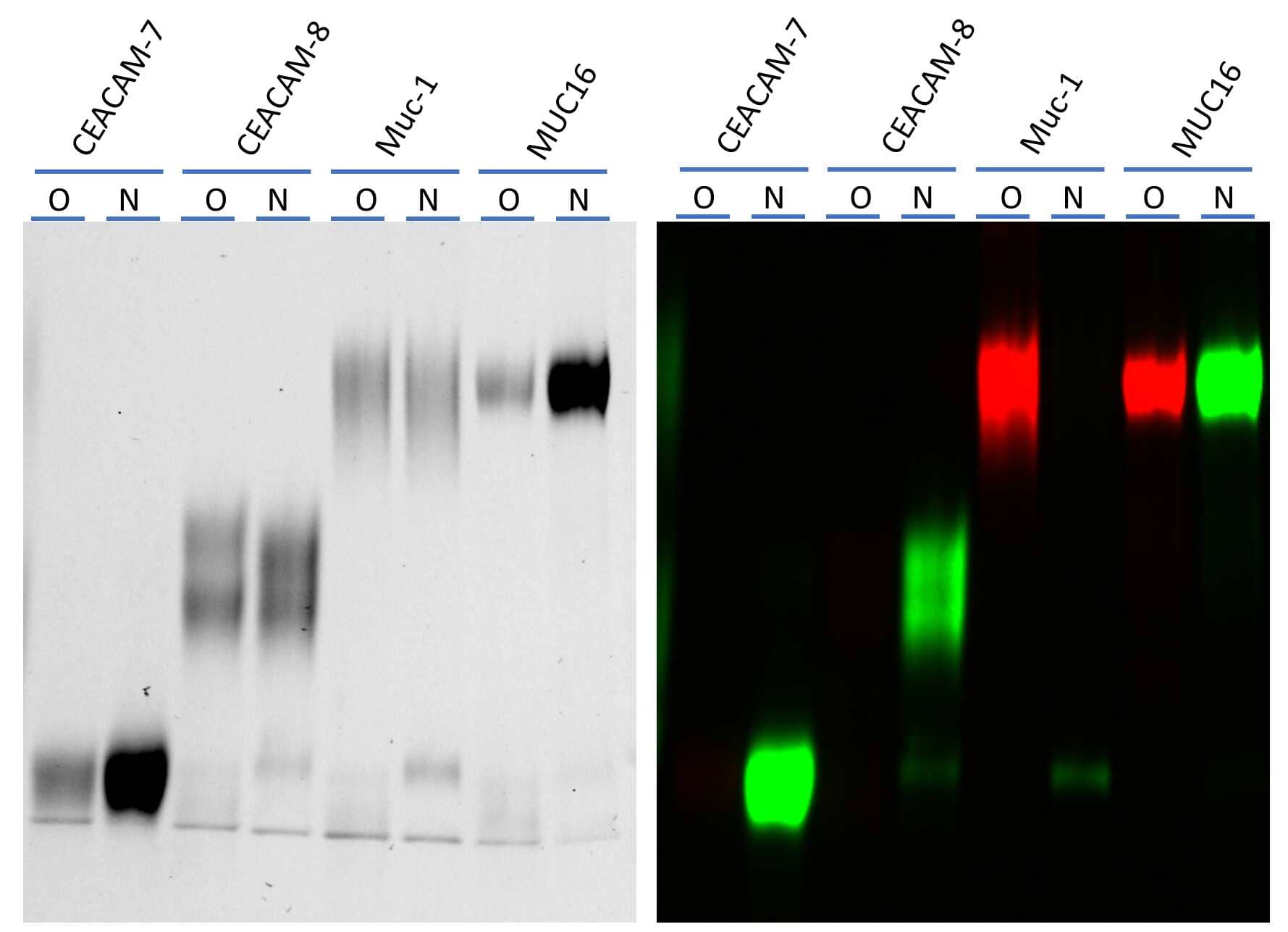 Recombinant Human CEACAM-7 Protein (9010-CM), Recombinant Human CEACAM-8/CD66b Protein (9639-CM), Recombinant Human MUC-1 Fc Chimera Protein (10332-MU), and Recombinant Human CA125/MUC16 Protein (5609-MU) were labeled on N-glycan (N) by ST6Gal1 with Cy3-Neu5Ac according to the protocol and on O-Glycan (O) by Recombinant Human ST3GAL2 Protein (7275-GT) with Cy5-Neu5Ac and then separated on 4-20% gradient SDS-PAGE gel. Only N-glycans were detected on CEACAM-7 and CEACAM-8, and only O-glycans were detected on MUC-1, both N- and O-glycans were detected on MUC16. The left part is the TCE image of the gel and the right part is the fluorescent image.