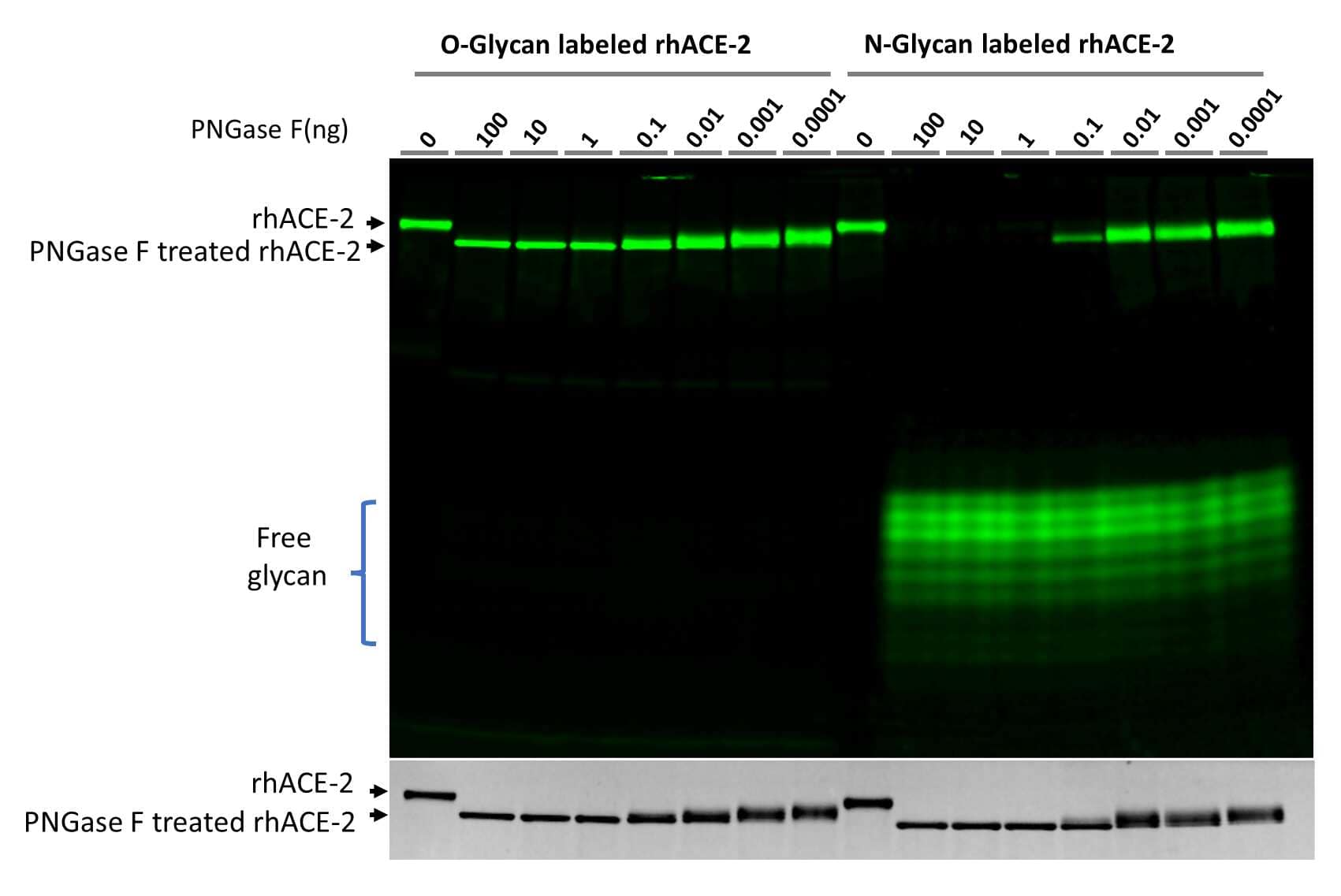 <b>Biological Strategies Validation. </b>N-glycan labeled recombinant human (rh) ACE-2 was prepared according to the provided protocol and O-glycan labeled rhACE-2 was prepared in the same way except that ST6Gal1 was replaced with O-glycan specific ST3Gal2. The labeled samples were then treated with 10-fold serial dilution of PNGase F starting with 100 ng using the PNGase F N-glycan Releasing Kit (EA006). The digestions were separated on 17% SDS-PAGE gel. The upper part is the fluorescent image and the lower part is the TCE image of the gel. While all labeled N-glycans could be released by PNGase F N-glycan Releasing Kit, no labeled O-glycans were released by PNGase F, demonstrating the specific labeling on N- and O-glycans by ST6Gal1 and ST3Gal2, respectively.