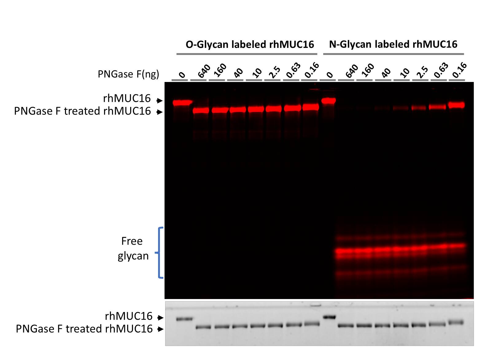 <b>Biological Strategies Validation. </b>Recombinant Human CA125/MUC16 Protein (5609-MU) was prepared according to the above protocol except that Cy3 was replaced with Cy5 in CA125/MUC16 and ST6Gal1 was replaced with ST3Gal2 for O-glycan labeling. The labeled samples were treated with 4-fold serial dilution of PNGase F starting with 640 ng using the PNGase F N-glycan Releasing Kit (EA006). The digestions were separated on 17% SDS-PAGE gel. The upper part is the fluorescent image and the lower part is the TCE image of the gel. While all labeled N-glycans could released by PNGase F N-glycan Releasing Kit, no labeled O-glycans were released by PNGase F, demonstrating the specific labeling on N- and O-glycans by and ST6Gal1 and ST3Gal2, respectively.