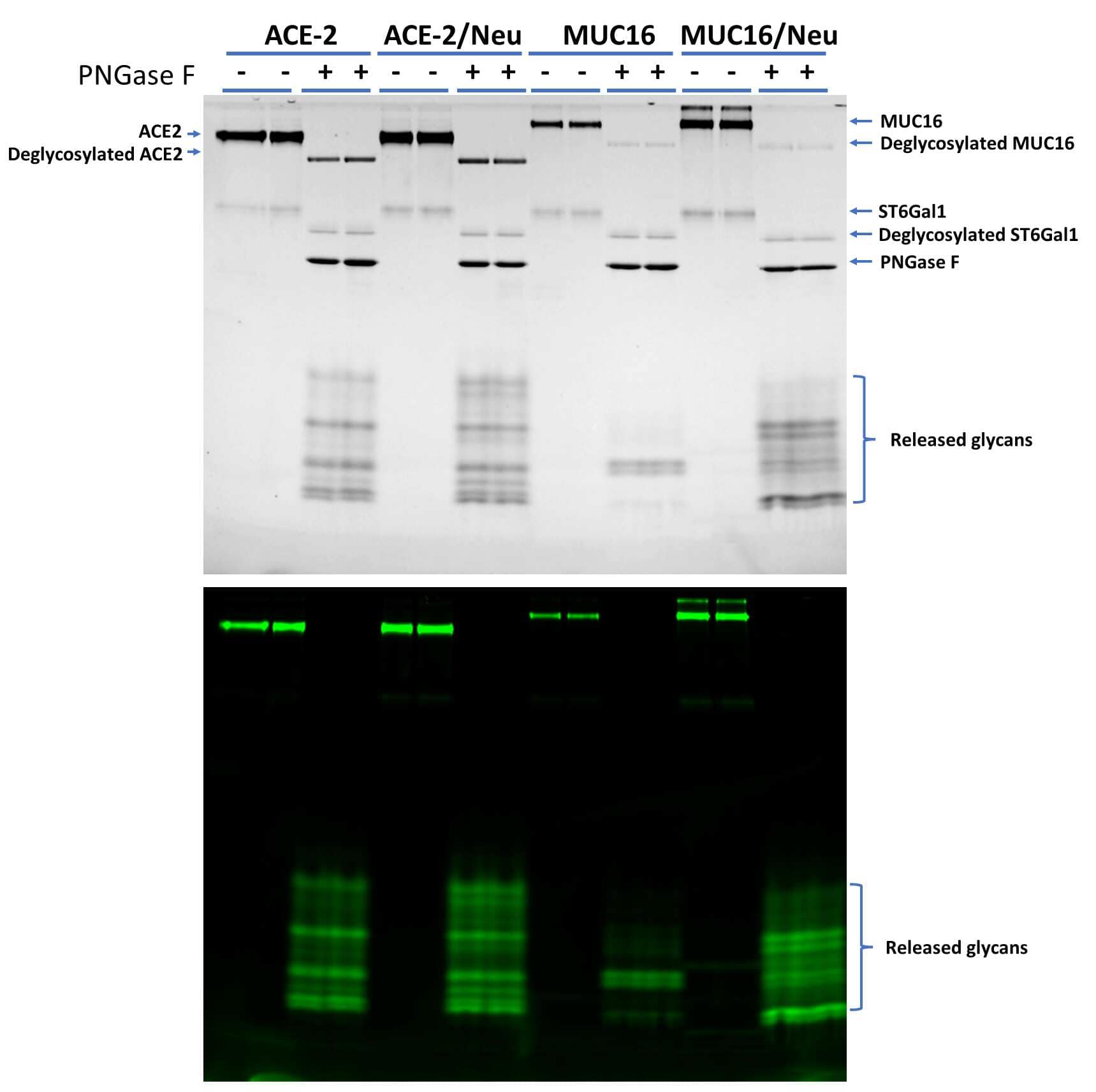 Recombinant Human ACE-2 Protein (933-ZN) and Recombinant Human CA125/MUC16 Protein (5609-MU), without or with Neuraminidase (Neu) treatment, were labeled by ST6Gal1, then digested with PNGase F N-glycan Releasing Kit (EA006) and finally separated on 17% SDS-PAGE gel. Both the protein image stained with TCE (upper panel) and the fluorescent image (lower panel) are shown. The freed glycans are visible in both images. While Neuraminidase treatment slightly increased labeling on ACE-2, it greatly enhanced the labeling on MUC16, indicating that the majority N-glycans on MUC16 were initially sialylated. This data demonstrates that the kit is also a good tool to evaluate the sialylation levels on target proteins.