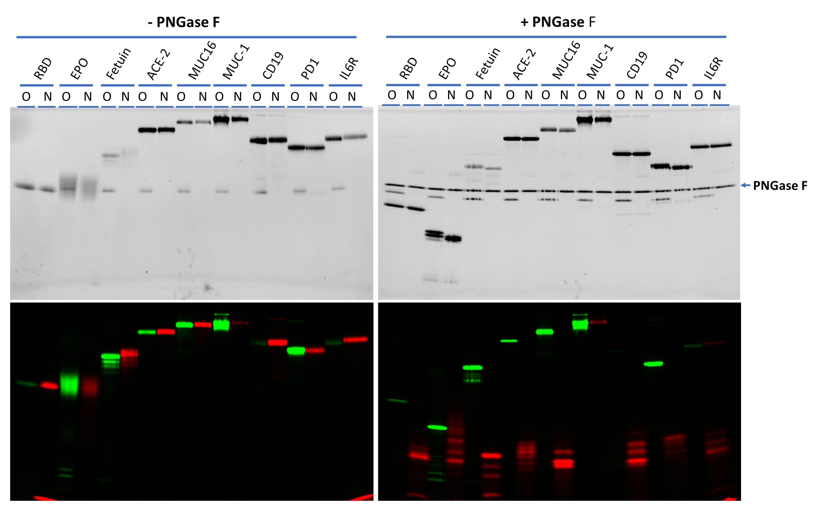 A collection of glycoproteins were labeled on O-glycans with Cy3-Neu5Ac (green) by ST3Gal2 and N-glycans with Cy5-Neu5Ac (red) by ST6Gal1. The left side are gel images of labeled samples without PNGase F treatment. The right side are gel images of the samples after treatment with PNGase F N-glycan Releasing Kit (EA006). While MUC-1 mainly contains O-glycans and CD19 mainly contains N-glycans, the other proteins contain both N- and O-glycans at different levels. All labeled N-glycans (in red) except that on MUC-1 could be released by PNGase F N-glycan Releasing Kit, further confirming the specific labeling. The nature of the labeling on MUC-1 by ST6Gal1 is not clear. All samples were separated on 17% SDS-PAGE gel. Recombinant SARS-CoV-2 Spike RBD His-tag Protein (10500-CV), Recombinant Human Erythropoietin/EPO Protein, Recombinant Human ACE-2 Protein (933-ZN), Recombinant Human CA125/MUC16 Protein (5609-MU), Recombinant Human MUC-1 Fc Chimera Protein (10332-MU), Recombinant Human CD19 Fc Chimera Protein (9269-CD), Recombinant Human PD-1 Fc Chimera Protein (1086-PD) and Recombinant Human IL-6R alpha Protein (227-SR) were from Bio-Techne®. Fetal bovine fetuin was from Sigma Aldrich.