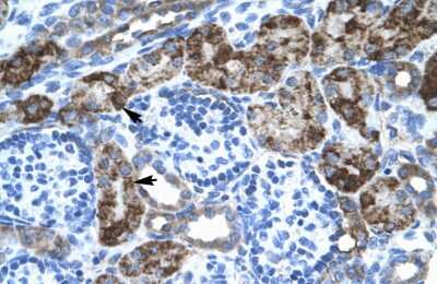 Immunohistochemistry-Paraffin: engrailed homeobox 2 Antibody [NBP3-10900] - Immunohistochemical analysis of paraffin-embedded human kidney tissue.