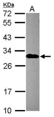 Western Blot: engrailed homeobox 2 Antibody [NBP2-14947] - Sample (30 ug of whole cell lysate) A: MCF-7 12% SDS PAGE; antibody diluted at 1:10000.