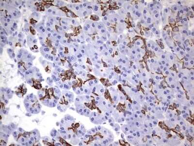 Immunohistochemistry: enkurin Antibody (6C10) [NBP2-45428] - Analysis of Human pancreas tissue. (Heat-induced epitope retrieval by 1 mM EDTA in 10mM Tris, pH8.5, 120C for 3min)