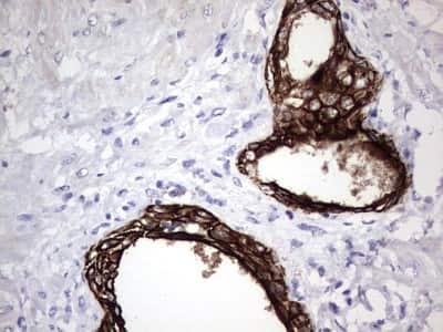 Immunohistochemistry: enkurin Antibody (6C10) [NBP2-45428] - Analysis of Human prostate tissue. (Heat-induced epitope retrieval by 1 mM EDTA in 10mM Tris, pH8.5, 120C for 3min)