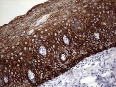Immunohistochemistry: enkurin Antibody (6C10) [NBP2-45428] - Analysis of Human tonsil tissue. (Heat-induced epitope retrieval by 1 mM EDTA in 10mM Tris, pH8.5, 120C for 3min)