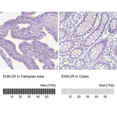 Immunohistochemistry-Paraffin: enkurin Antibody [NBP1-89911] - Staining in human fallopian tube and colon tissues using anti-ENKUR antibody. Corresponding ENKUR RNA-seq data are presented for the same tissues.