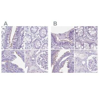 Immunohistochemistry-Paraffin: enkurin Antibody [NBP1-89911] - Staining of human bronchus, colon, fallopian tube and kidney using Anti-ENKUR antibody NBP1-89911 (A) shows similar protein distribution across tissues to independent antibody NBP2-34037 (B).